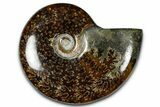 Polished Ammonite (Cleoniceras) Fossil - Madagascar #365020-1